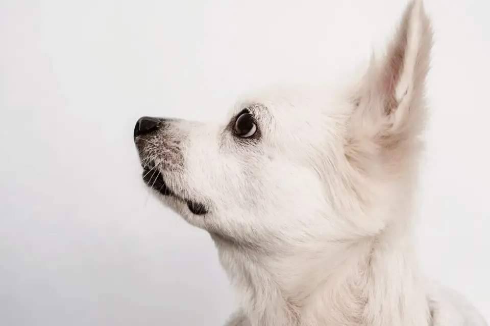 Close-up of a small tangle forming in the fur behind a dog&#x27;s ear
