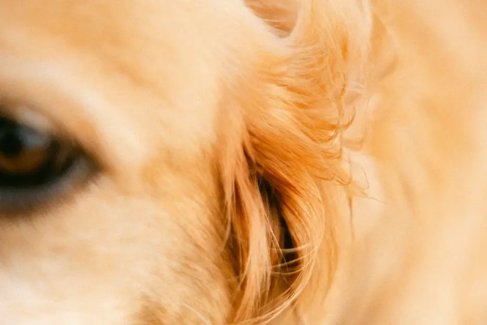 Close-up of an undercoat rake&#x27;s metal teeth parted through a dog&#x27;s coat