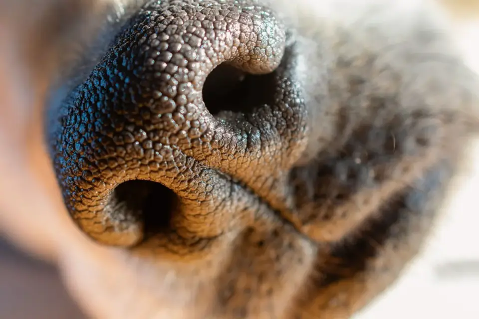 Close-up of an undercoat rake with fine metal tines pulling loose fur from a dog's coat