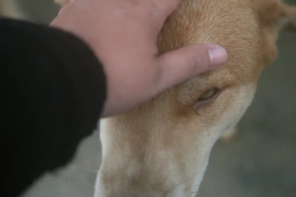 Close-up of hands adjusting the neck strap of a dog head halter