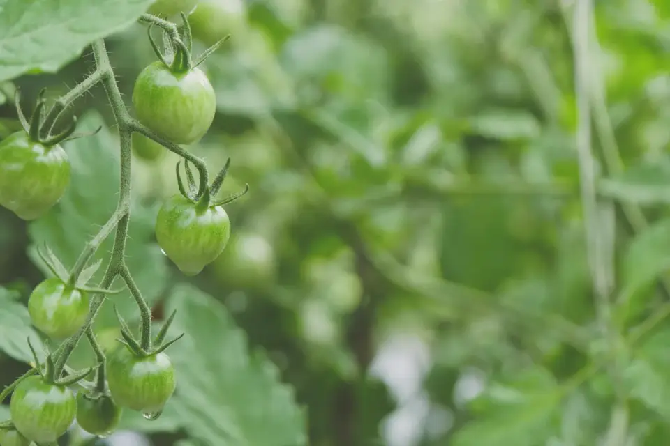 Cluster of unripe green tomatoes still attached to the vine and leaves