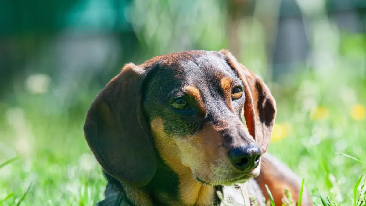 Dachshund outdoors