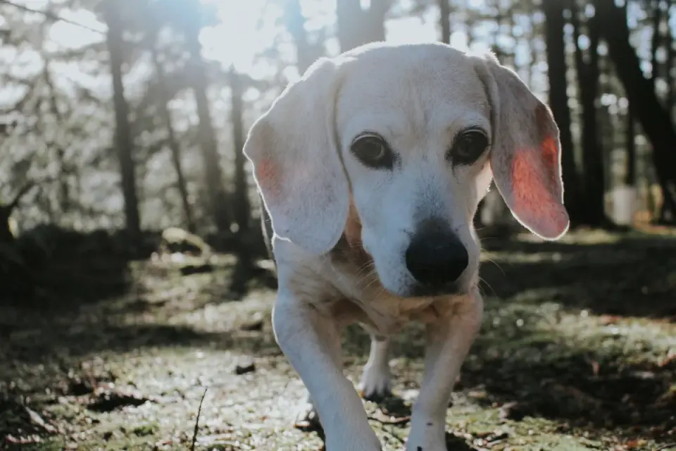 Dachshund outdoors