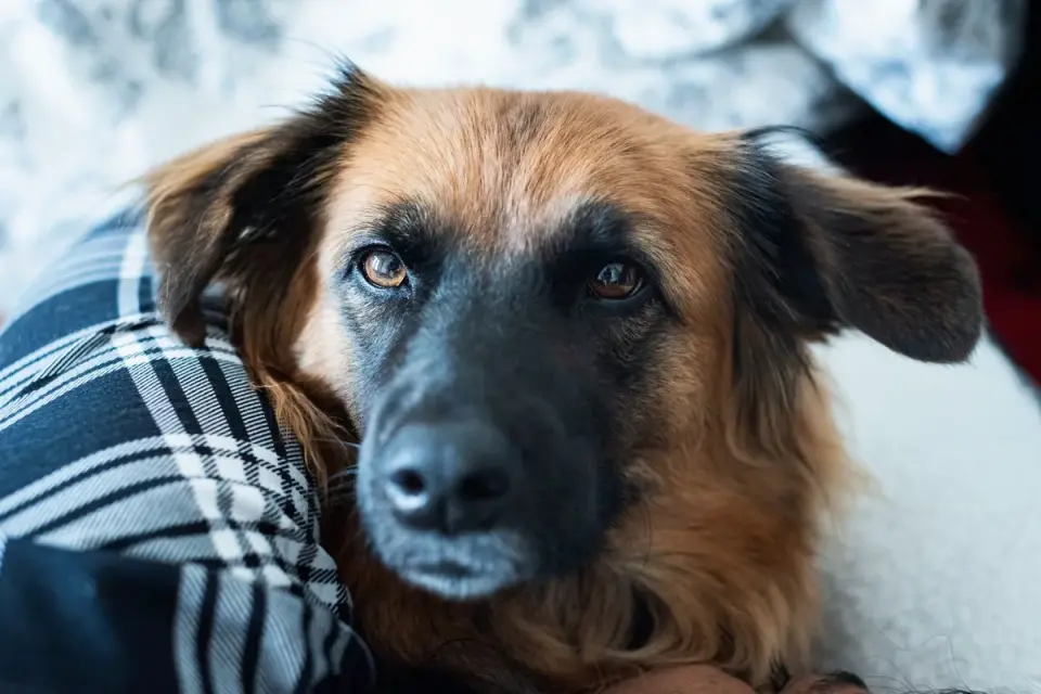 Dog and owner together