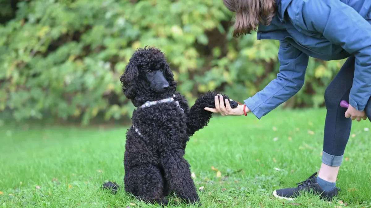 Dog and owner together