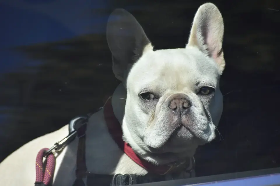 Dog at a car window