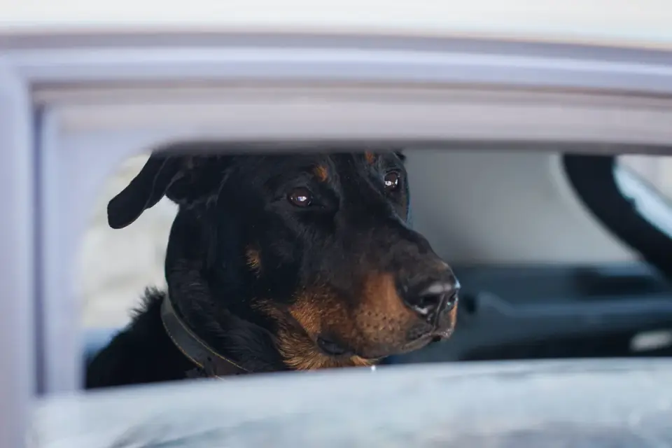 Dog at a car window