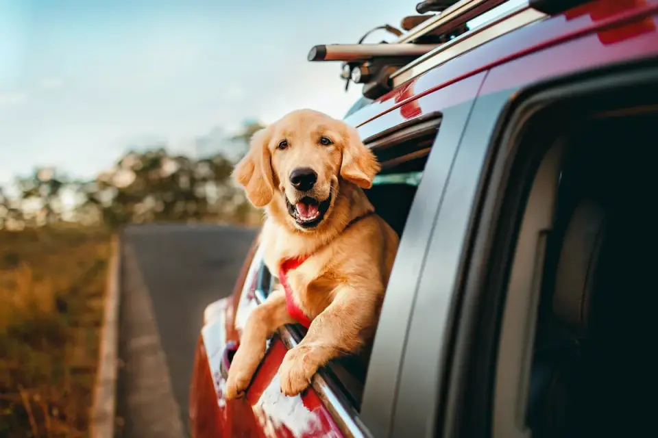 Dog at a car window