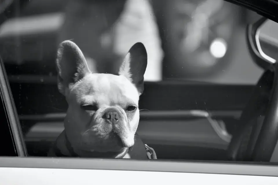 Dog at a car window