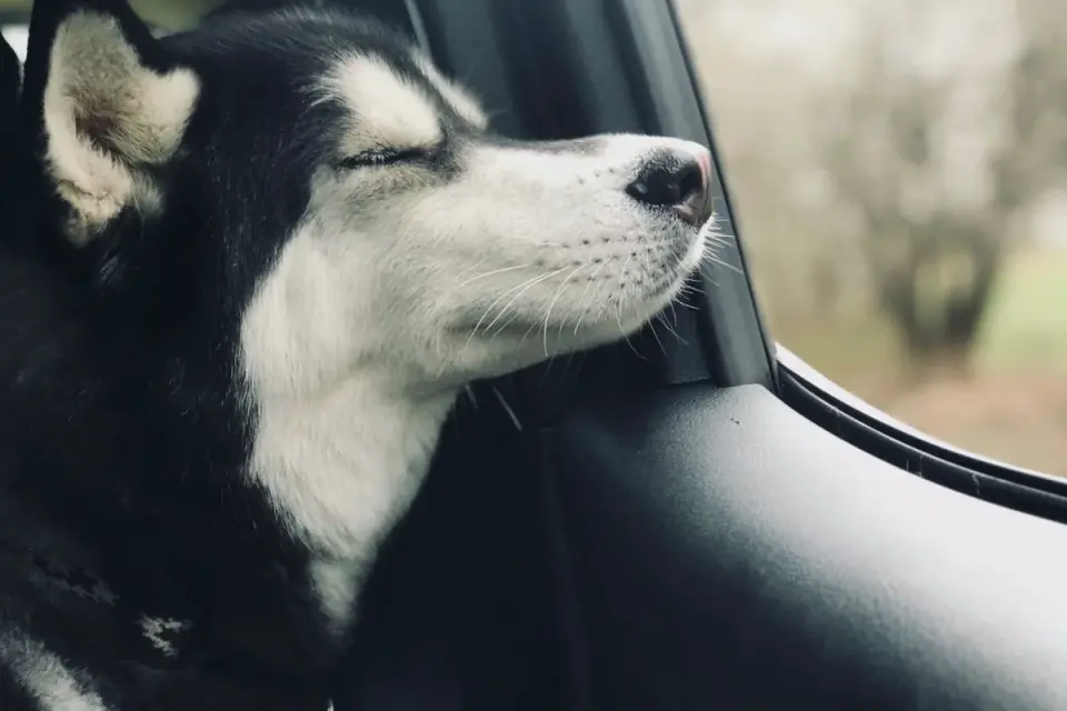 Dog at a car window