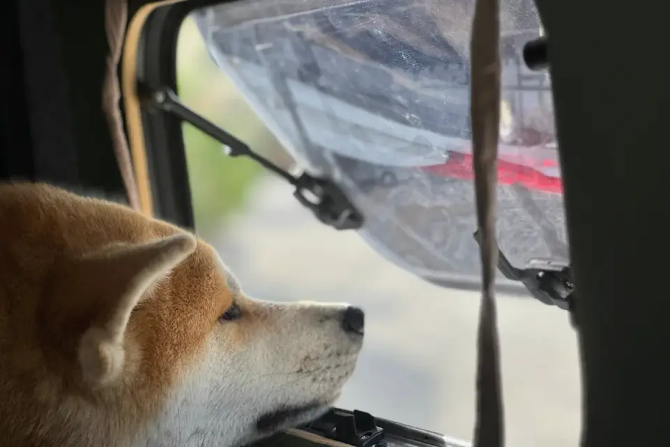 Dog at a car window