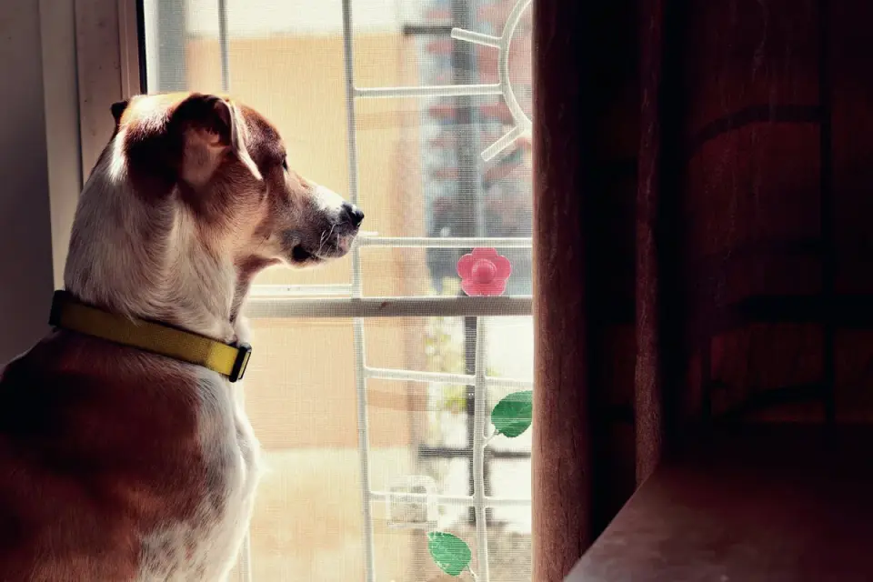 Dog at a car window