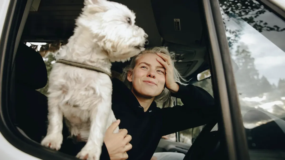 Dog at a car window