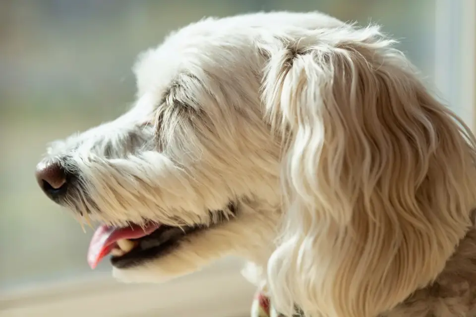 Dog at a car window