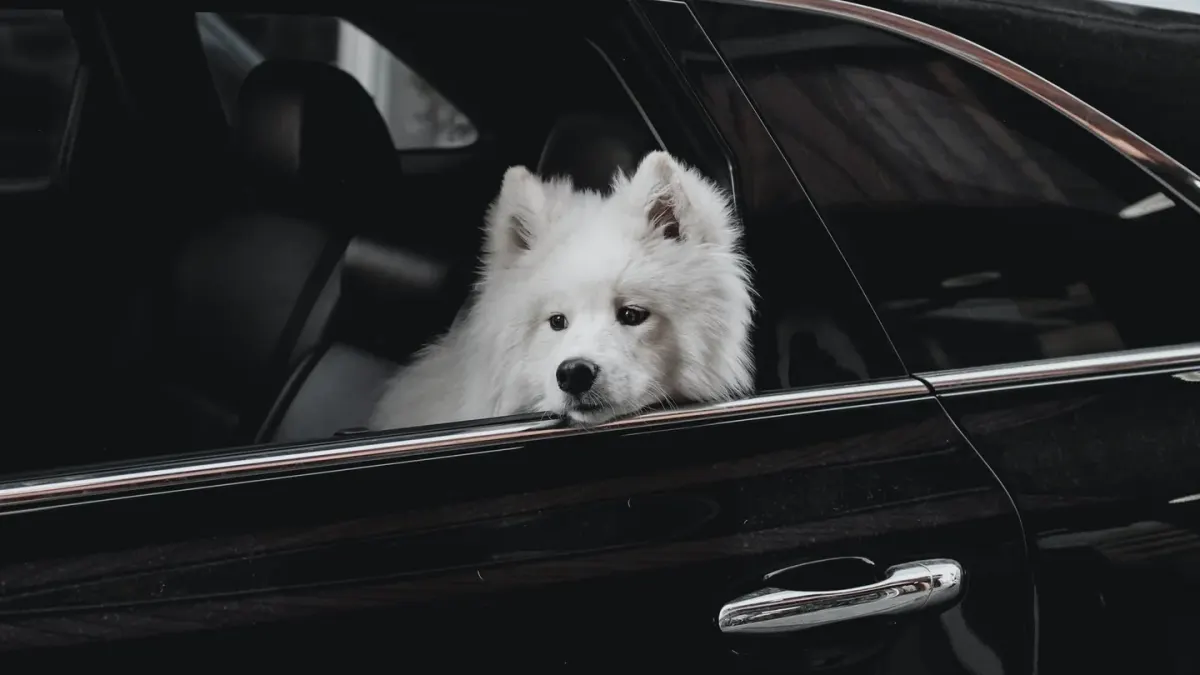 Dog at a car window