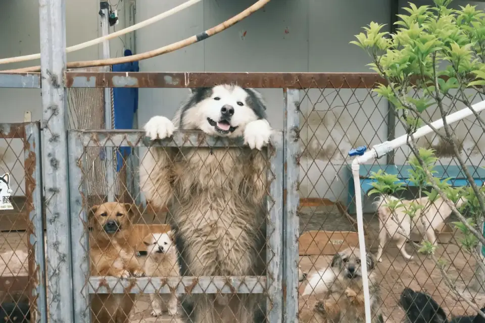 Dog at a fence