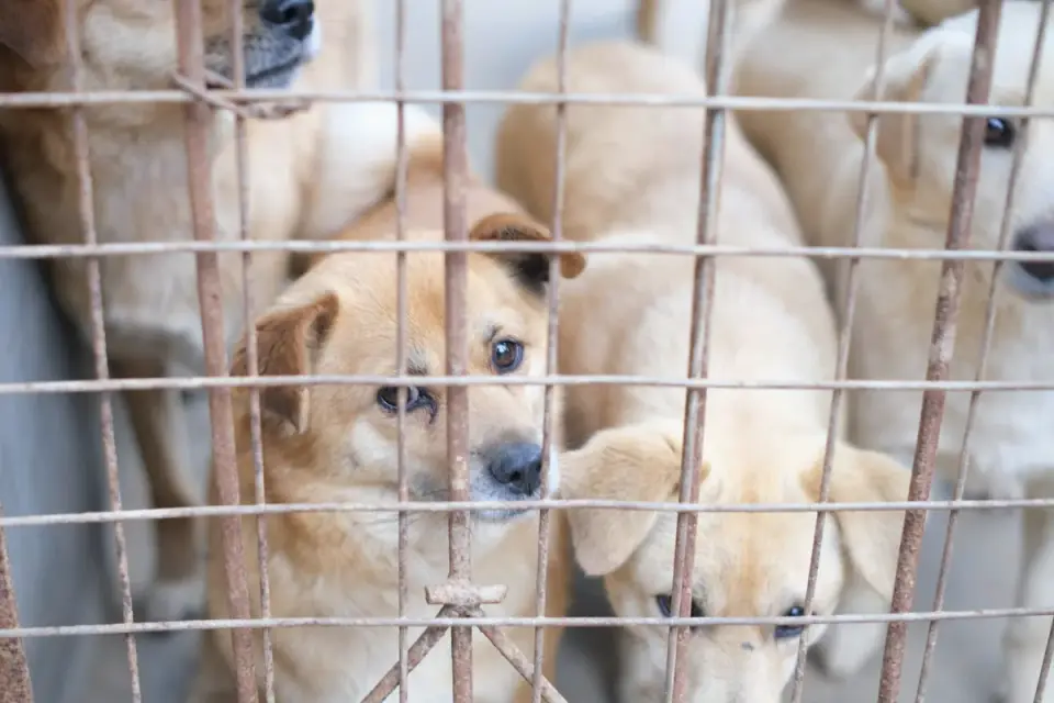 Dog at a fence