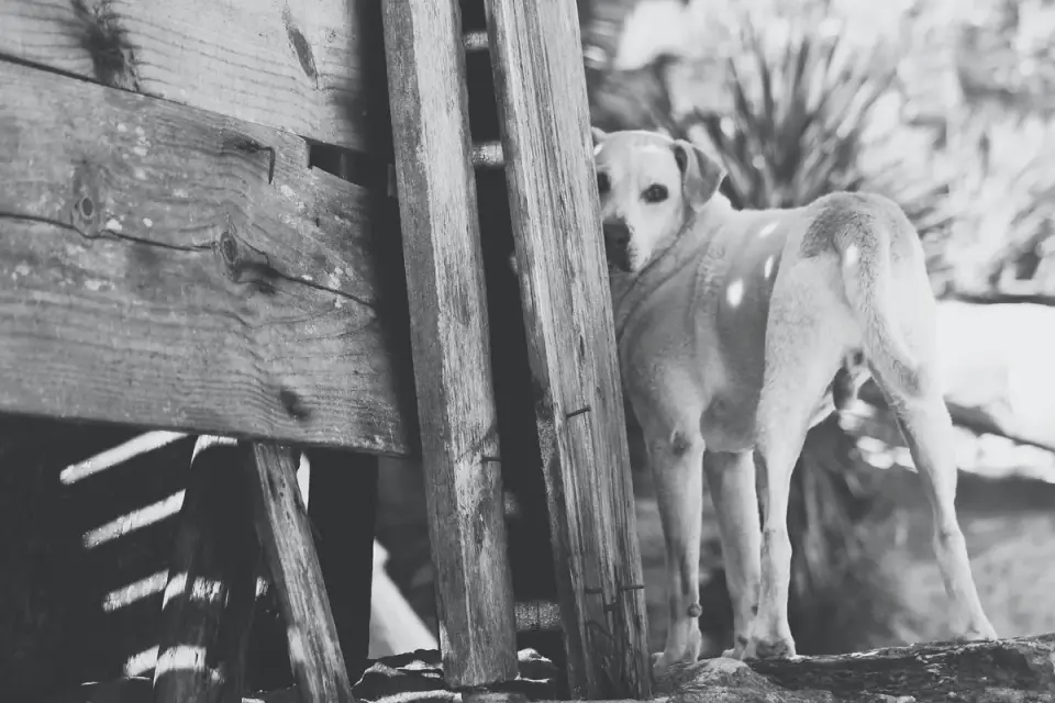 Dog at a fence