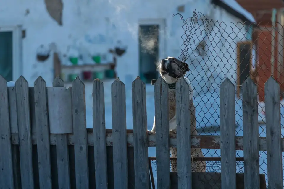 Dog at a fence