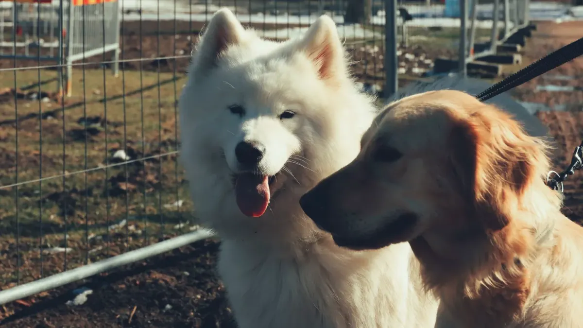 Dog at a fence