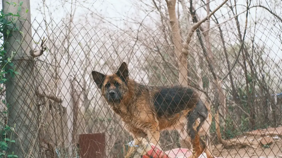 Dog at a fence