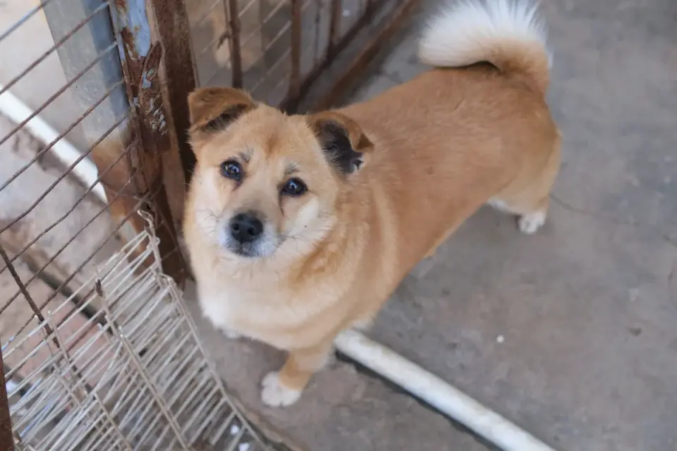 Dog at a fence