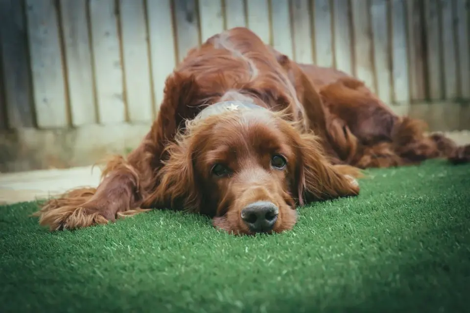 Dog at a fence