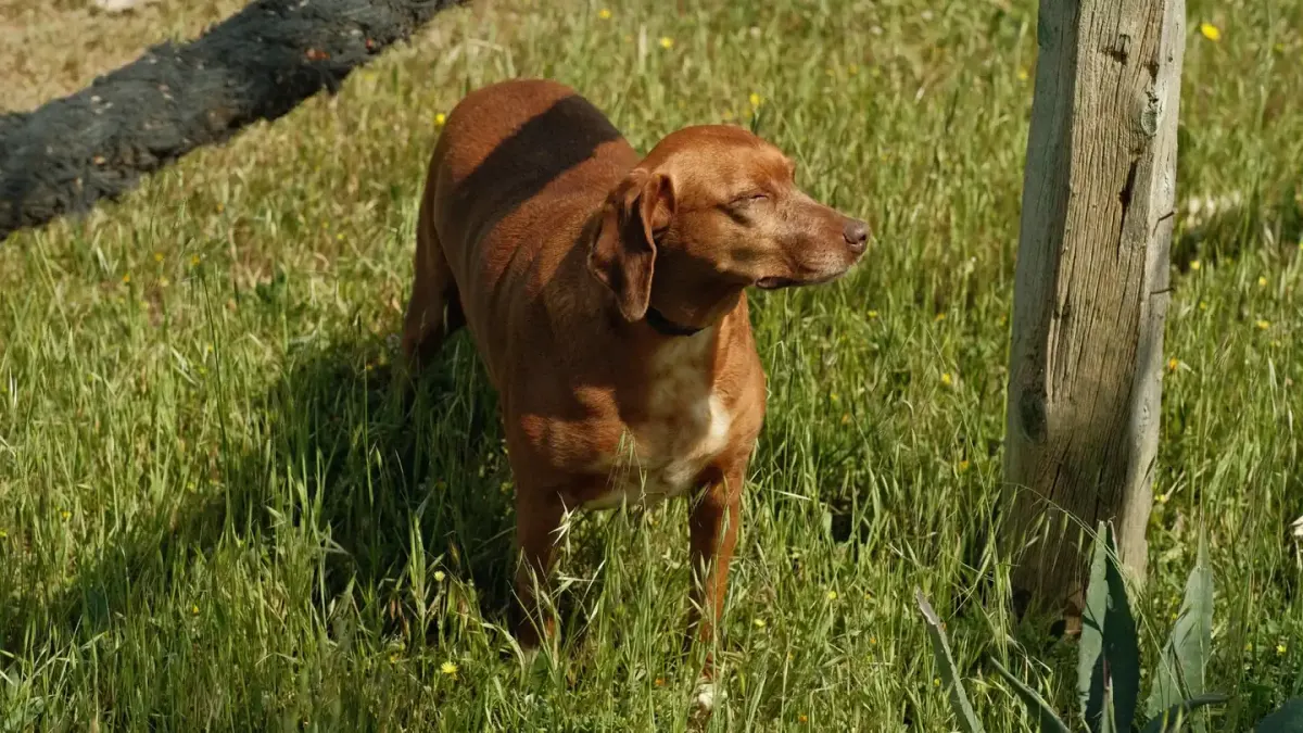 Dog at a fence