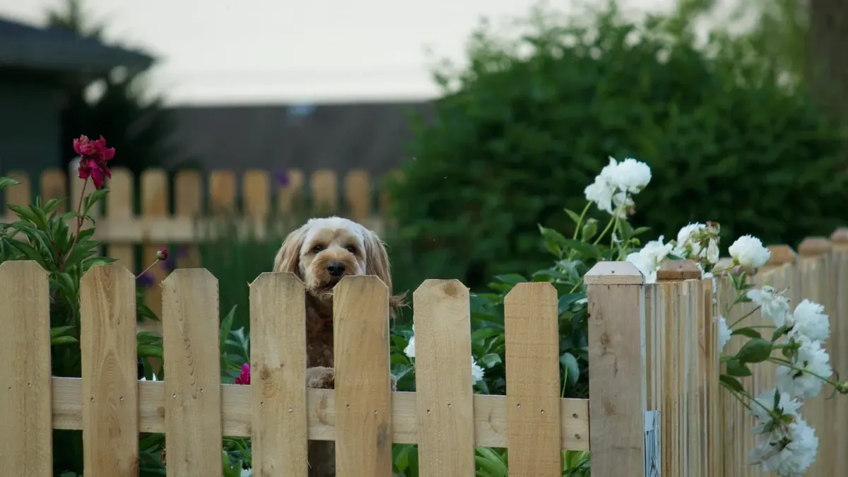 Dog at a fence