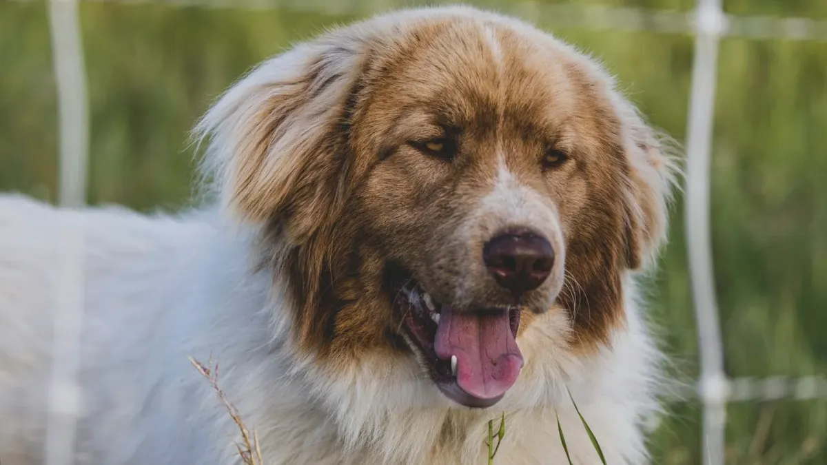 Dog at a fence