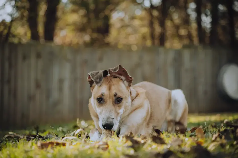 Dog at a fence