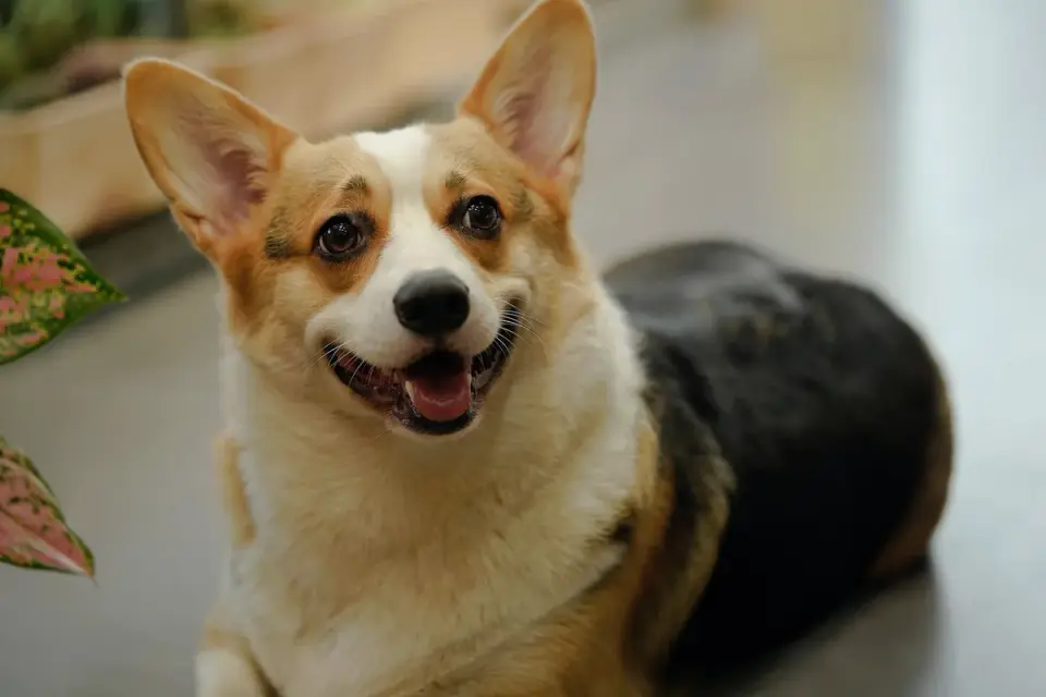 Dog at a grooming salon