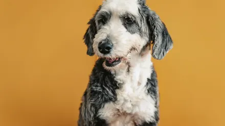 Dog at a grooming salon