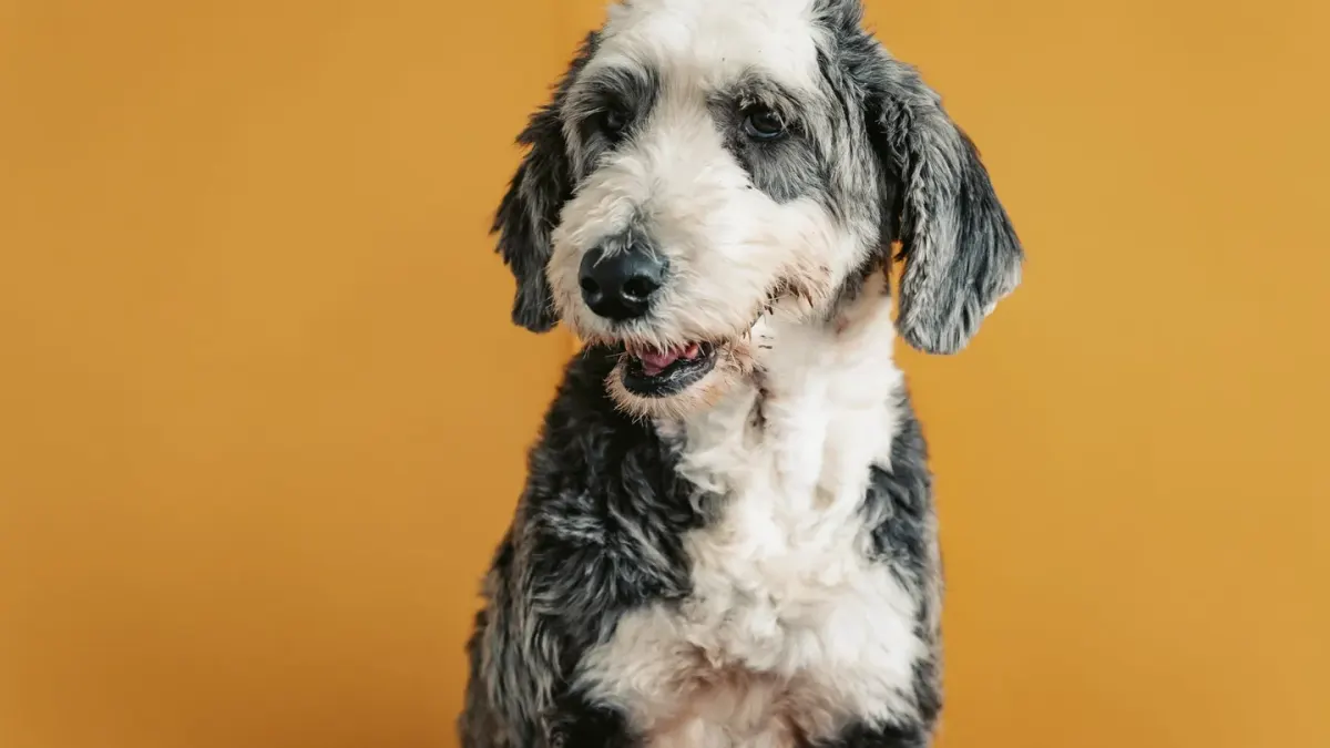 Dog at a grooming salon