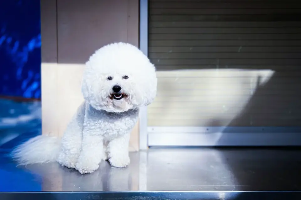 Dog at a grooming salon