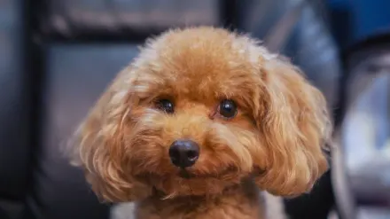 Dog at a grooming salon