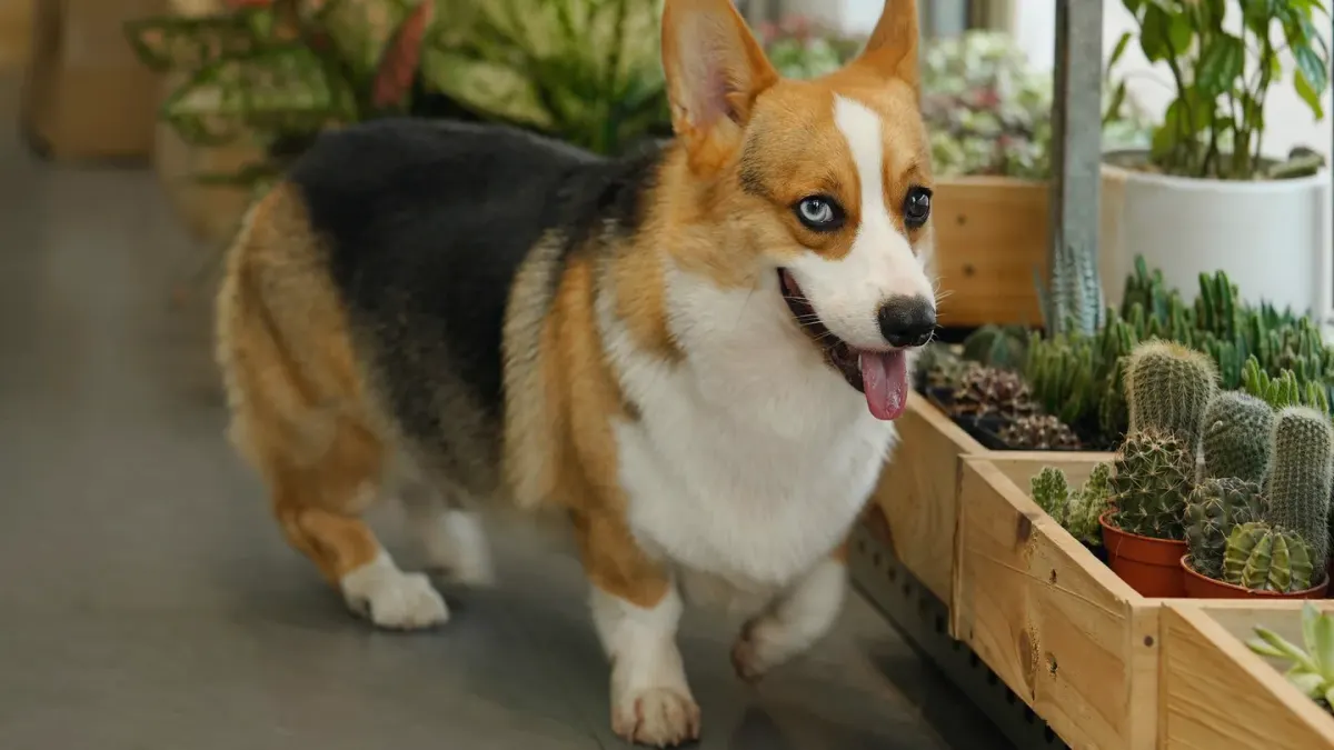 Dog at a grooming salon