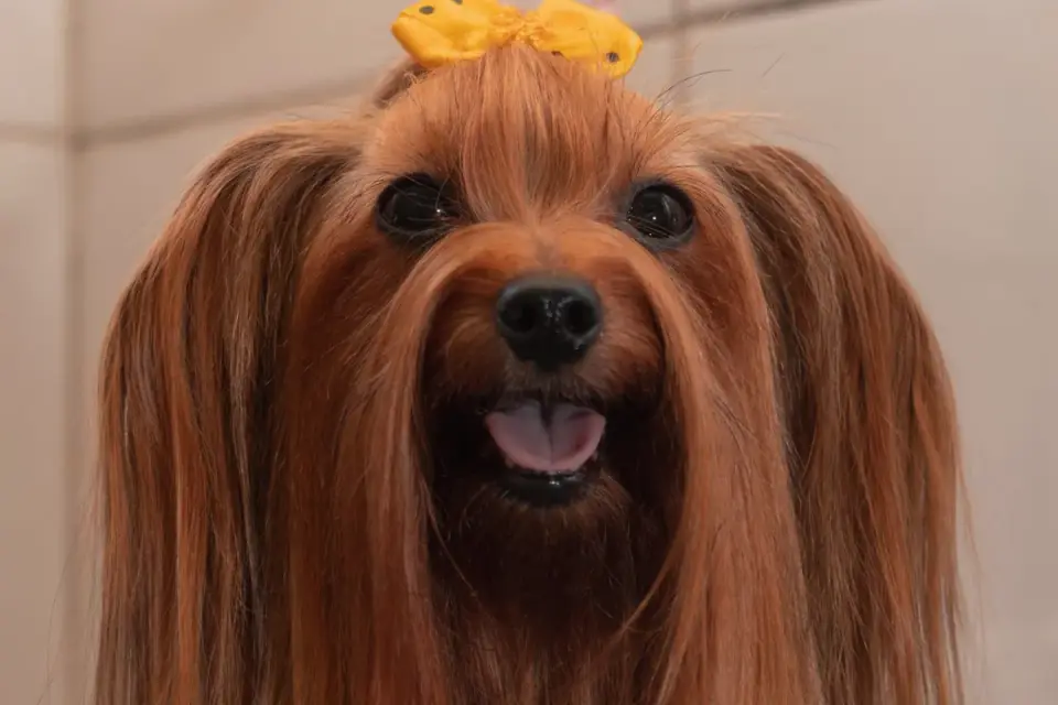 Dog at a grooming salon