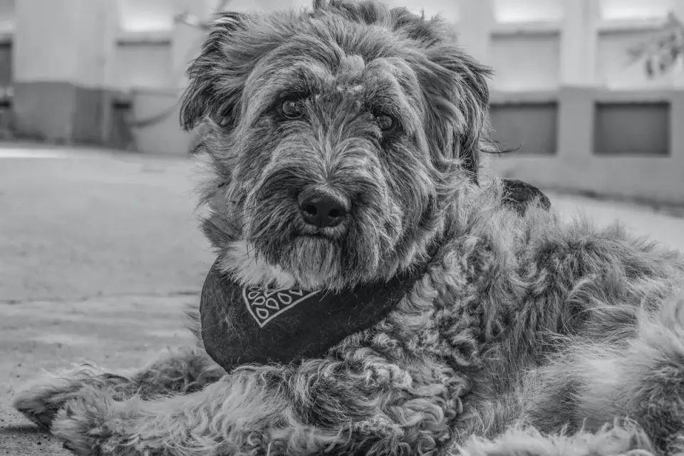 Dog at a grooming salon