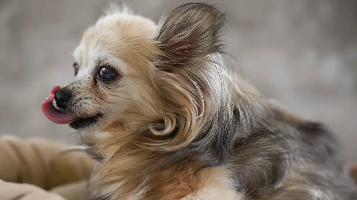 Dog at a grooming salon