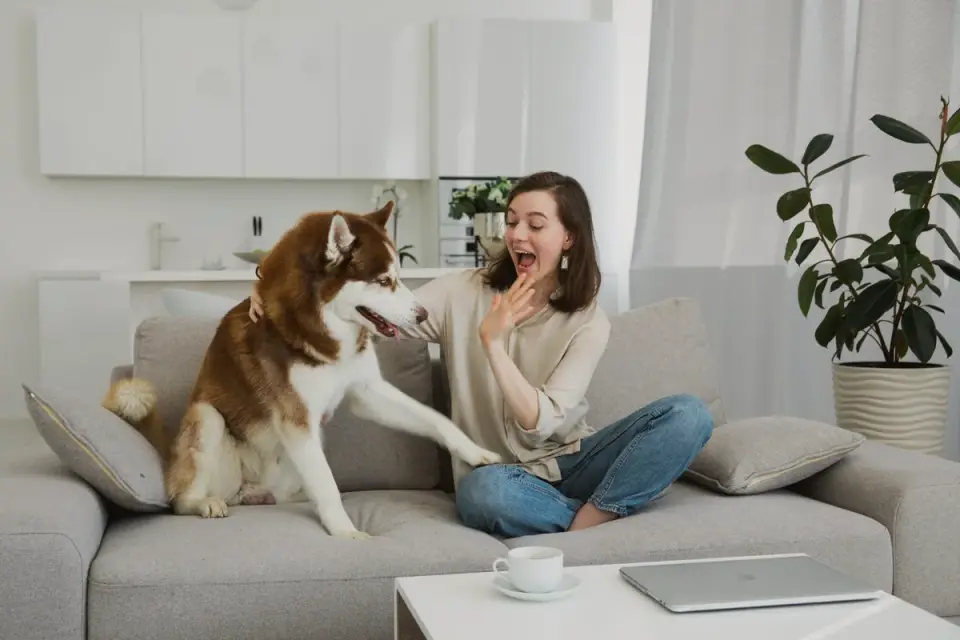 Dog at home near a kitchen