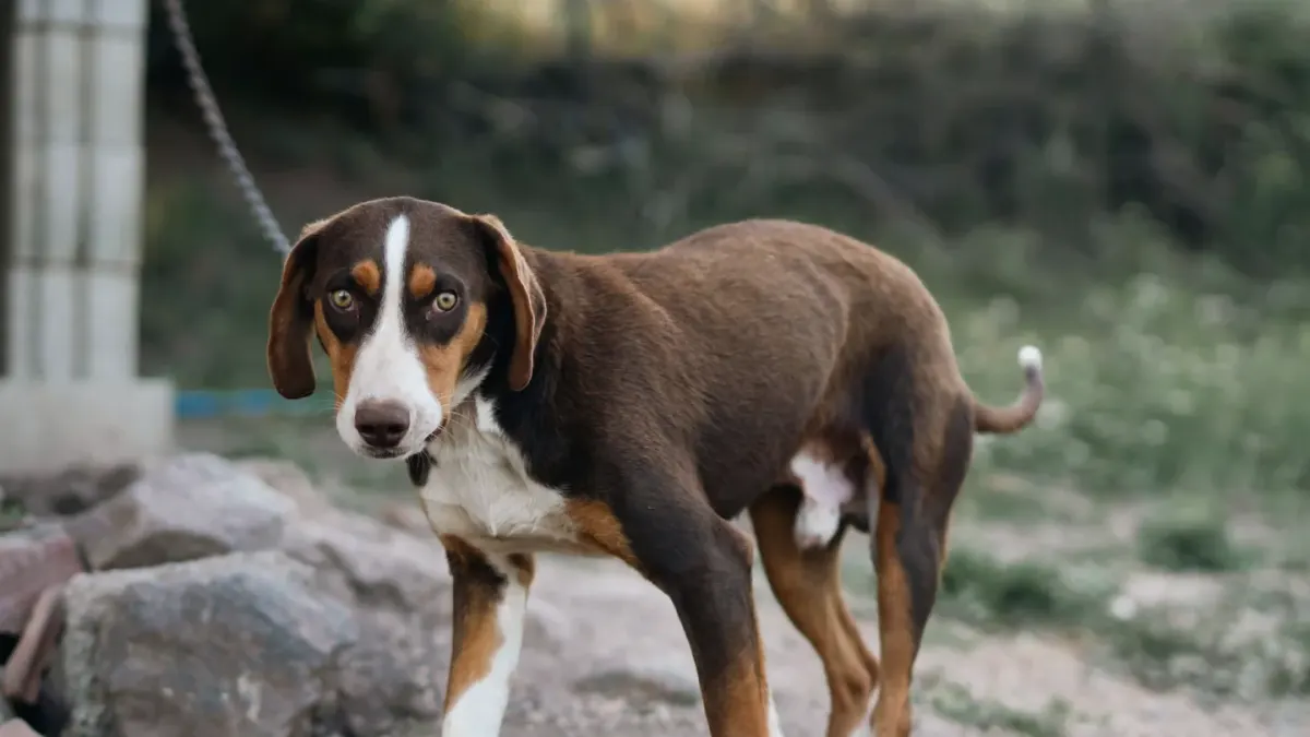 Dog barking outdoors