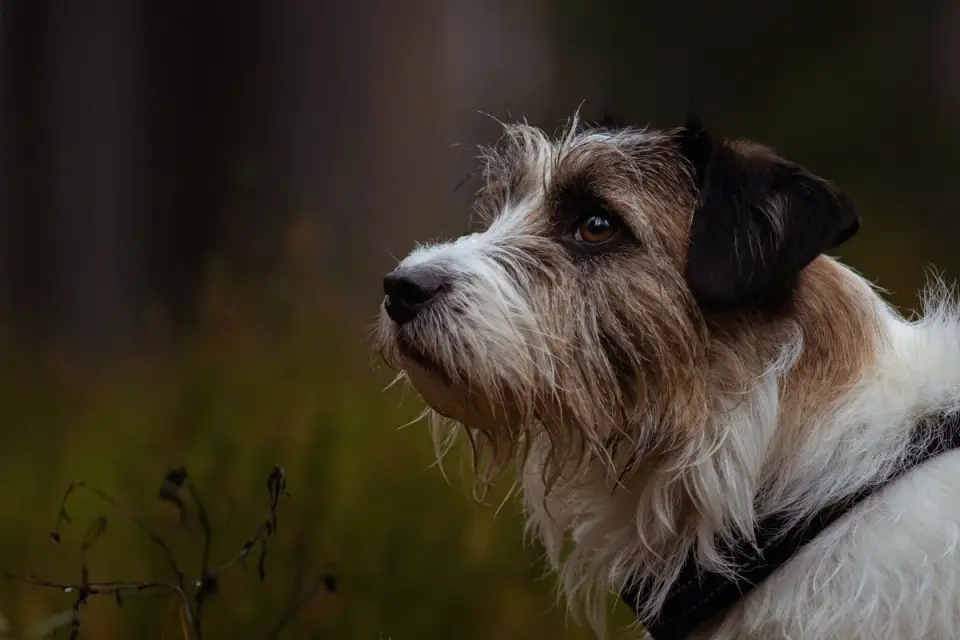 Dog barking outdoors