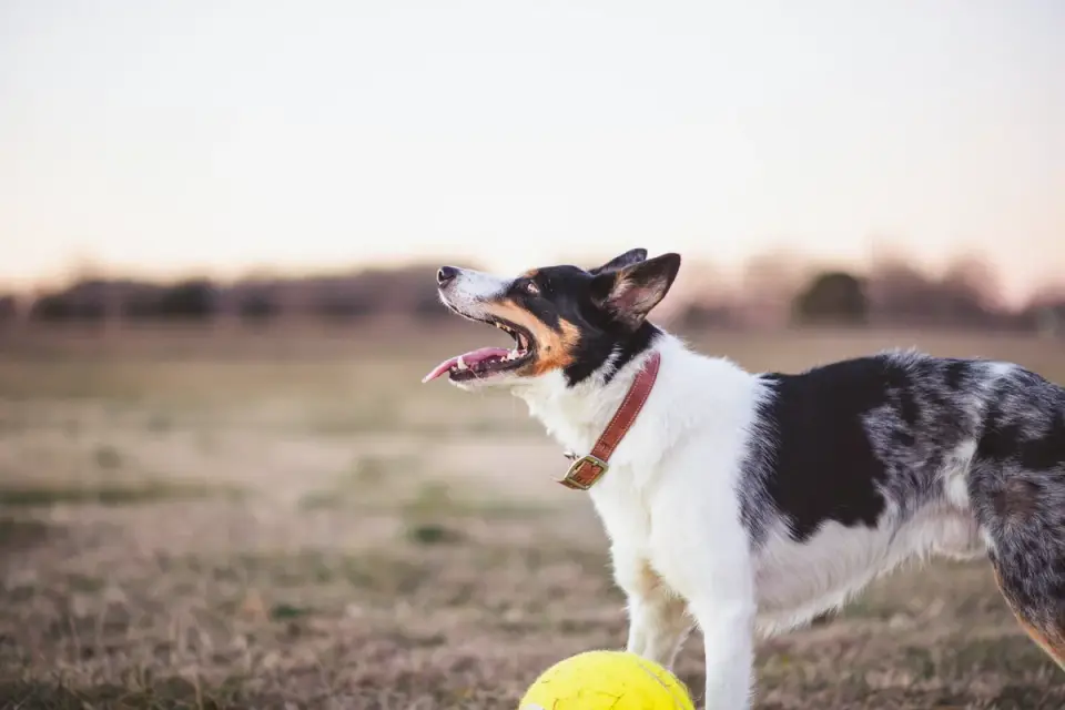 Dog barking outdoors