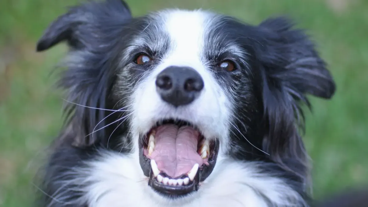Dog barking outdoors