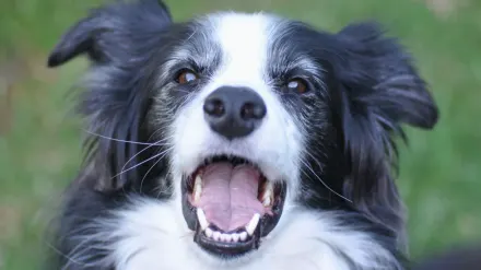 Dog barking outdoors