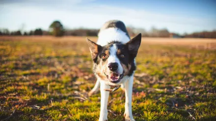 Dog barking outdoors