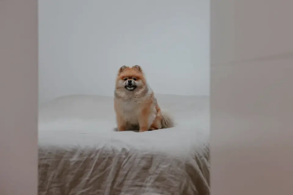 Dog bed at home