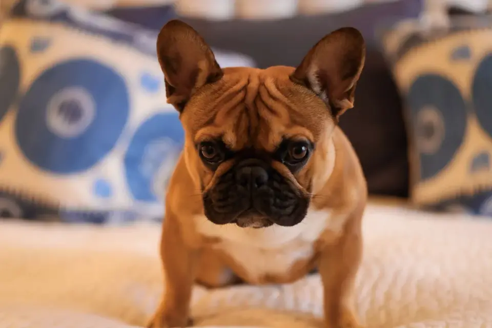 Dog bed at home