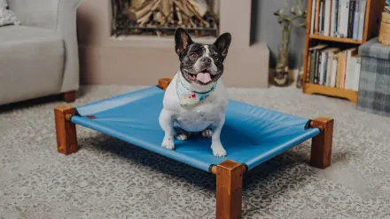 Dog bed at home